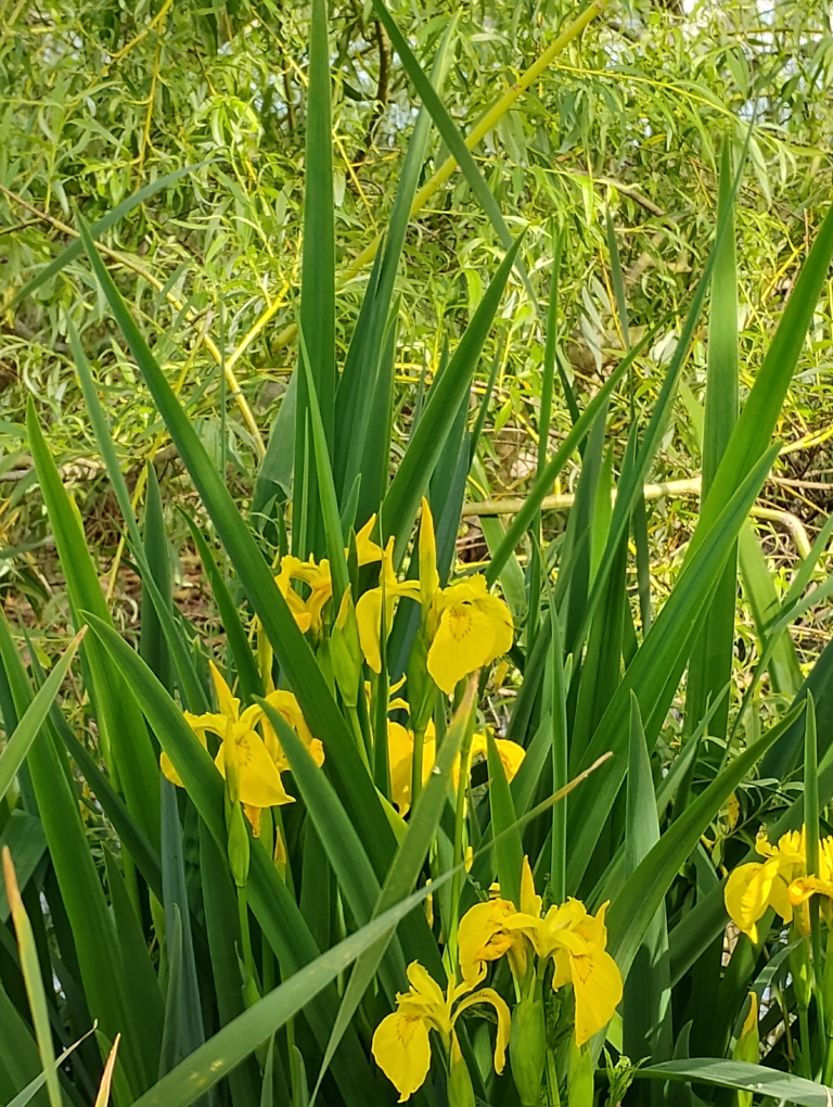 yellow iris